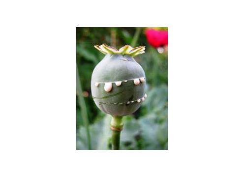 gallery image of Opium Roast (Organic Coffee)