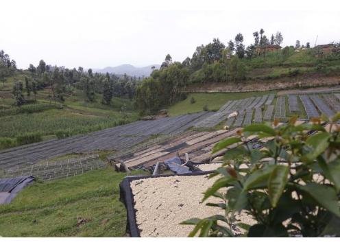 gallery image of Rwandan Vunga