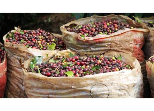 gallery image of Honduras Comsa Marcala SHG Speciality Organic